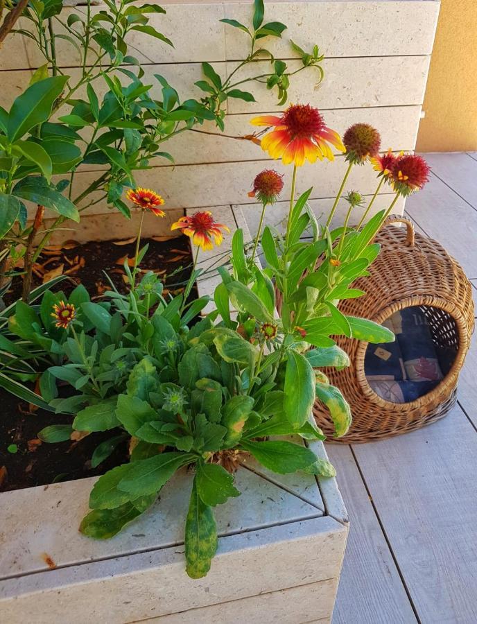 Apartmani Vrancic Mandre Exterior foto